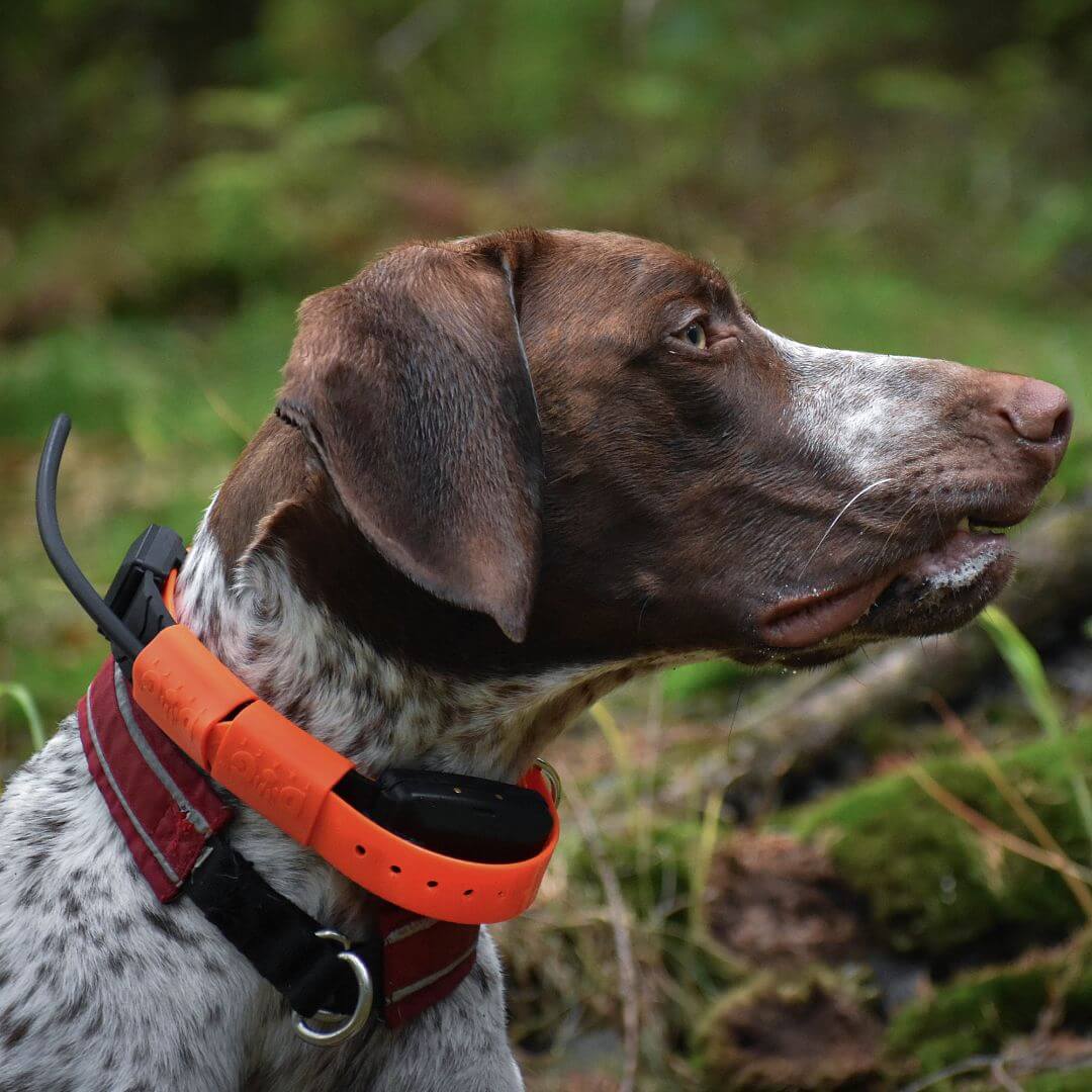 Dog Trace GPS X30T Additional Collar Orange